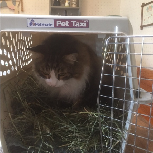 Meet your Posher, Terri - Picture 4 of 6